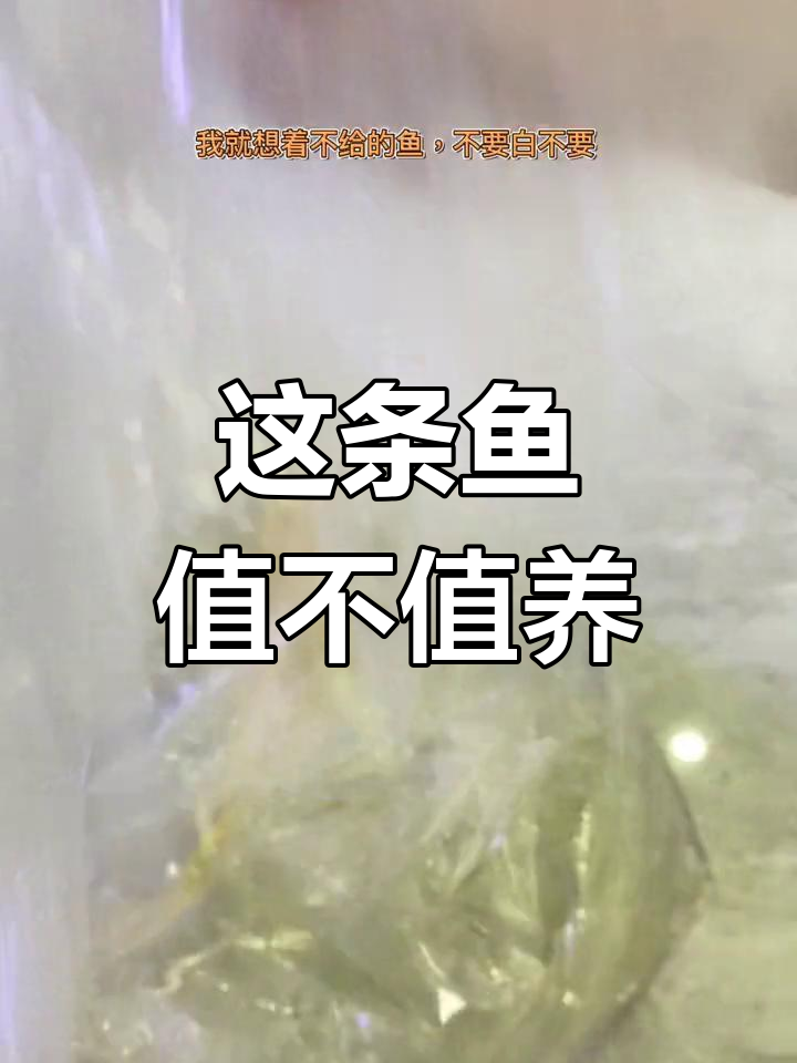 兄弟送我的鱼,是黄金龙凤还是蝴蝶鲤?身上有伤能恢复吗
