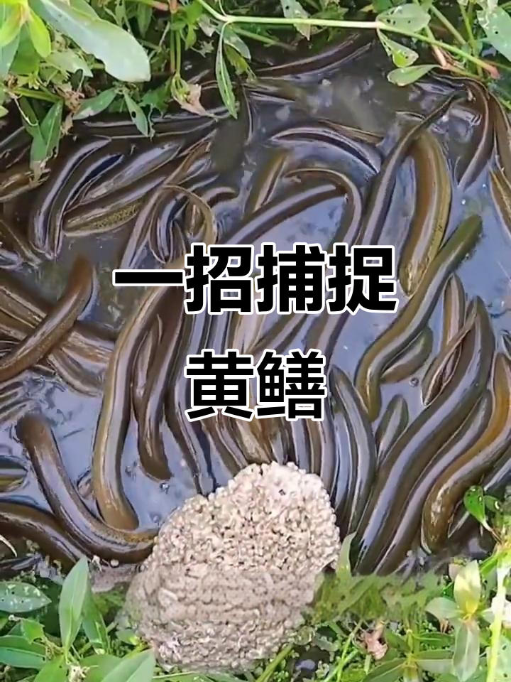 鳝鱼诱食剂,轻松抓捕五十斤!