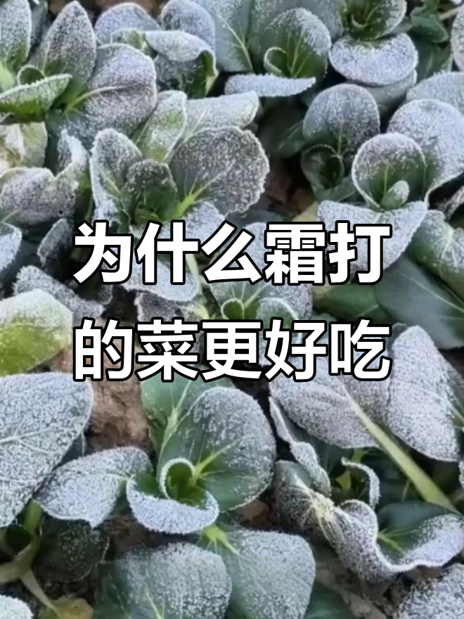 霜打青菜为何更甜?揭秘淀粉酶的神奇作用
