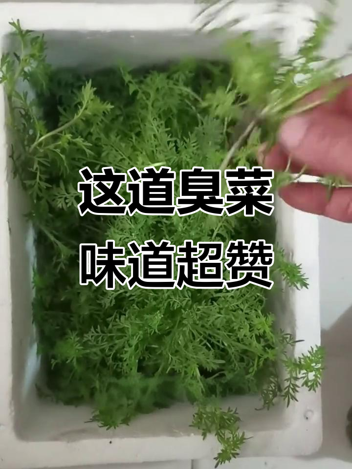 春天来了,试试这臭独行菜,闻起来不咋地但吃上瘾
