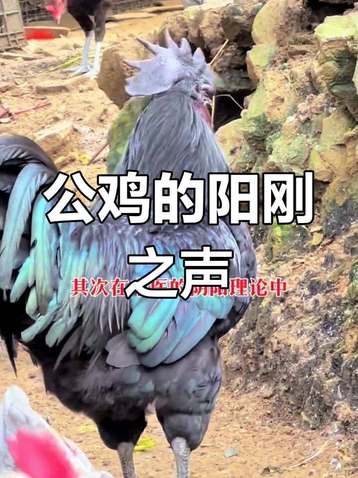 公鸡打鸣与阳气:传统文化的深层解读