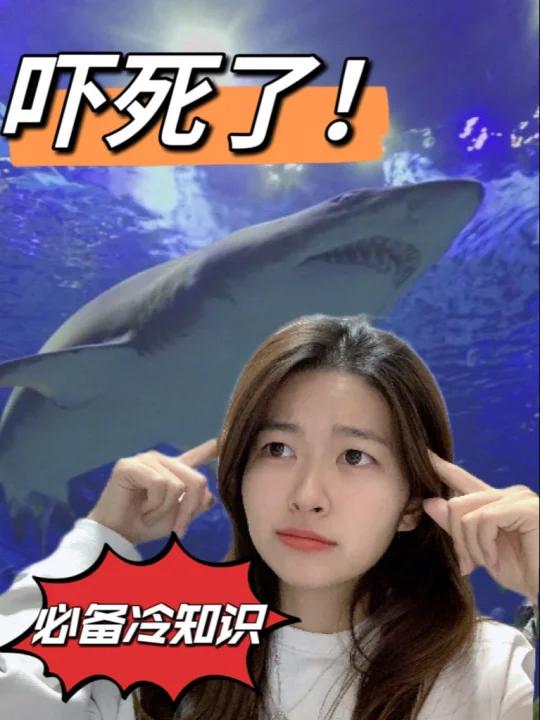 海里遇到鲨鱼怎么办?奇怪的冷知识
