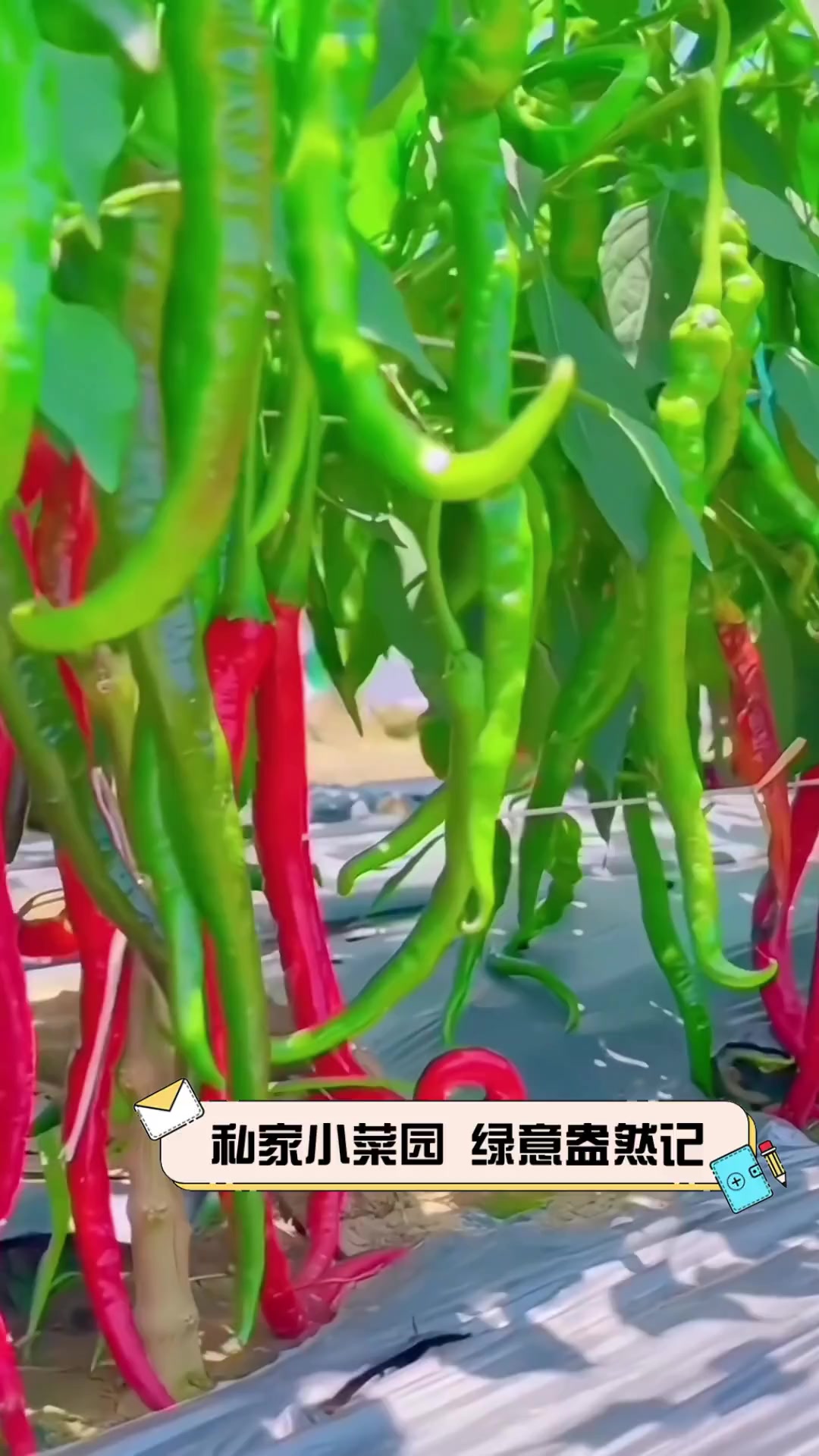 私家小菜园,绿意盎然记