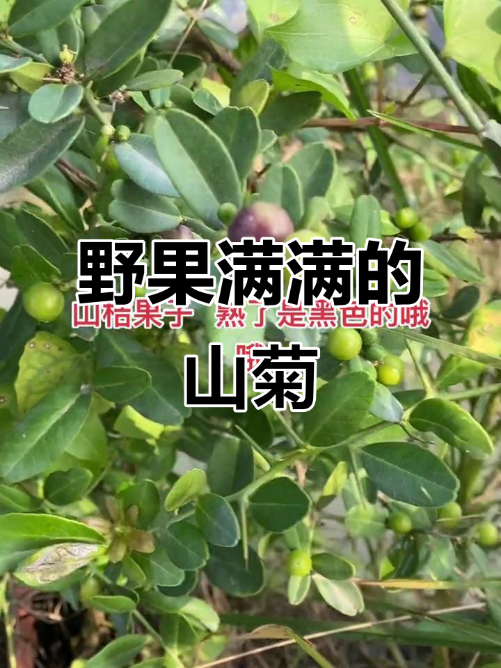 山桔盆景果实丰盈,黑色两叶赤楠果子满枝头