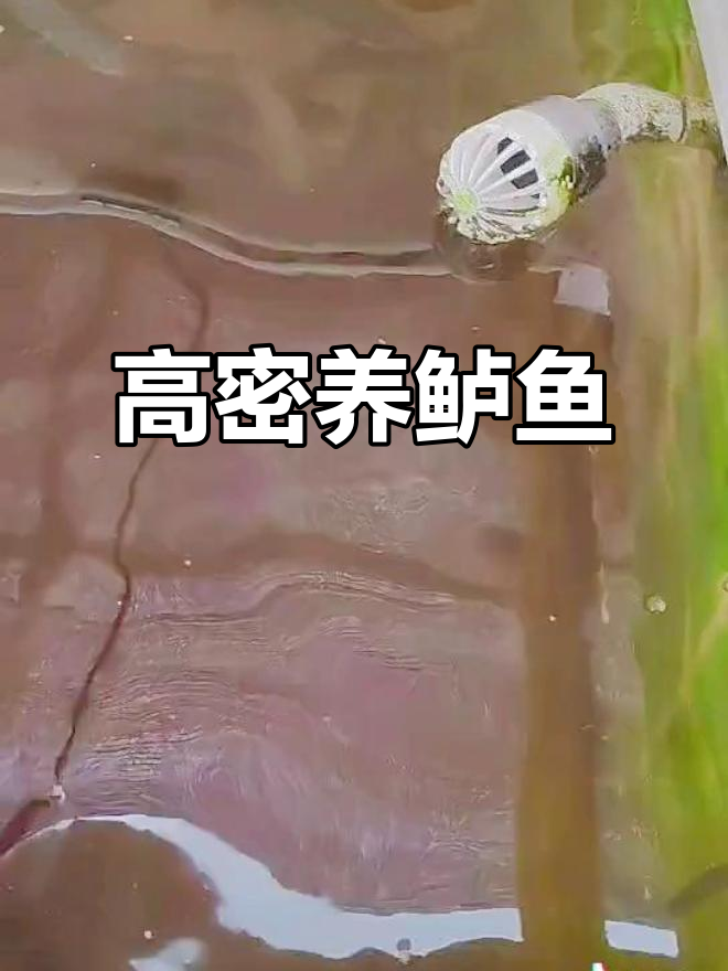 半年内,鲈鱼从苗到餐桌,高密度养殖技术大揭秘