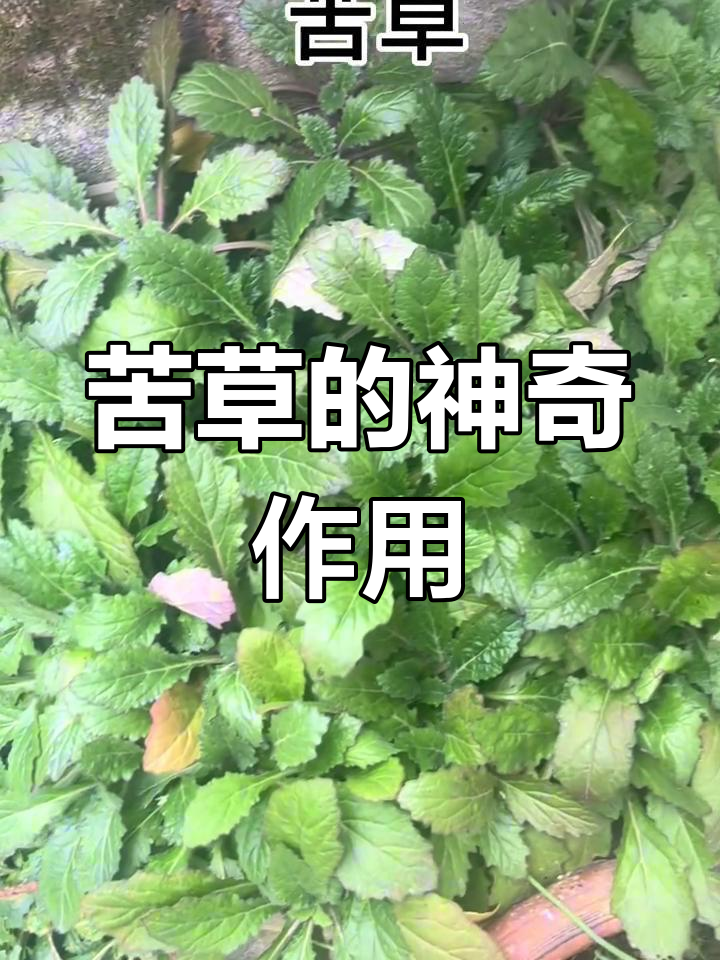 苦草:大自然的清热解毒良药,野生草药中的瑰宝