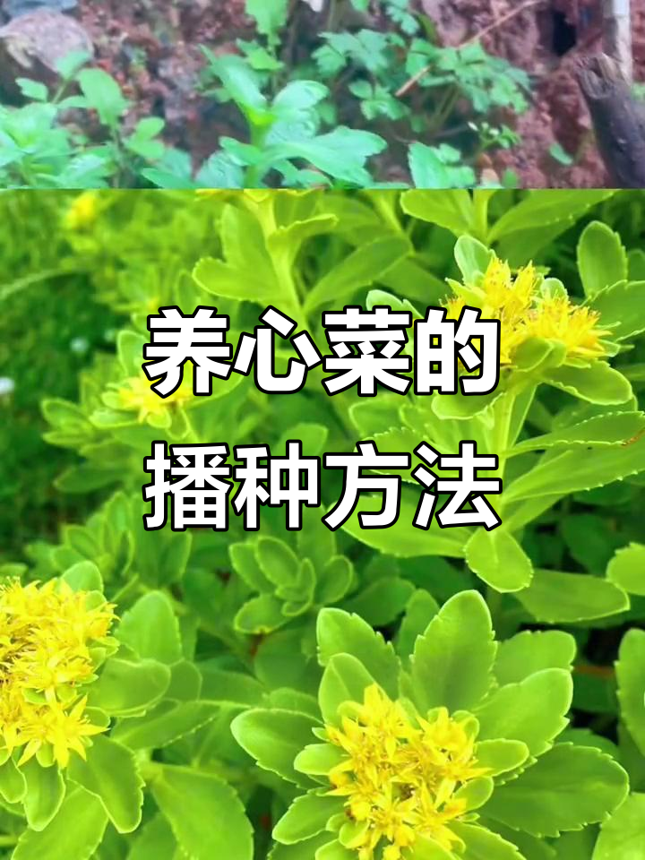 高钙养心菜种植技巧,轻松学会扦插与播种