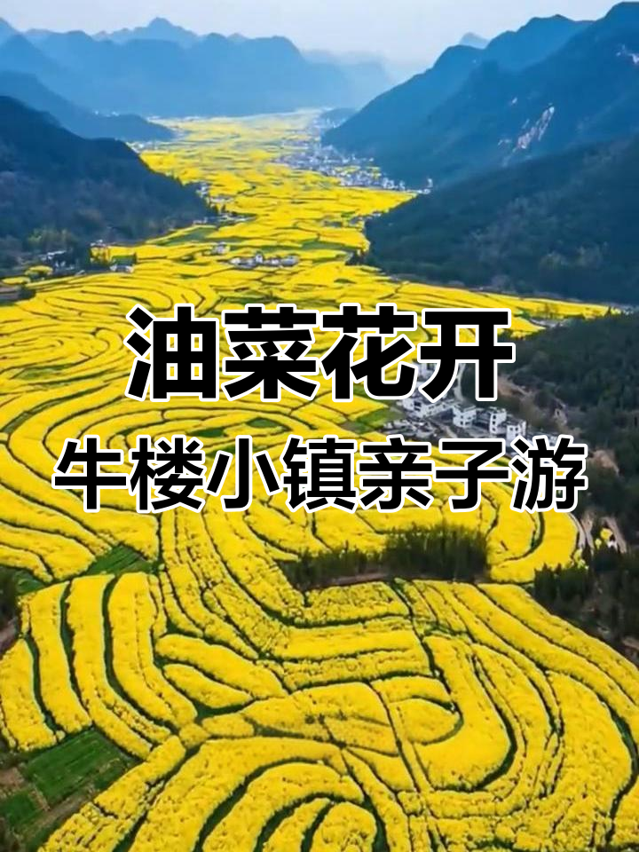 济宁兖州牛楼小镇油菜花盛开,亲子游打卡必去!
