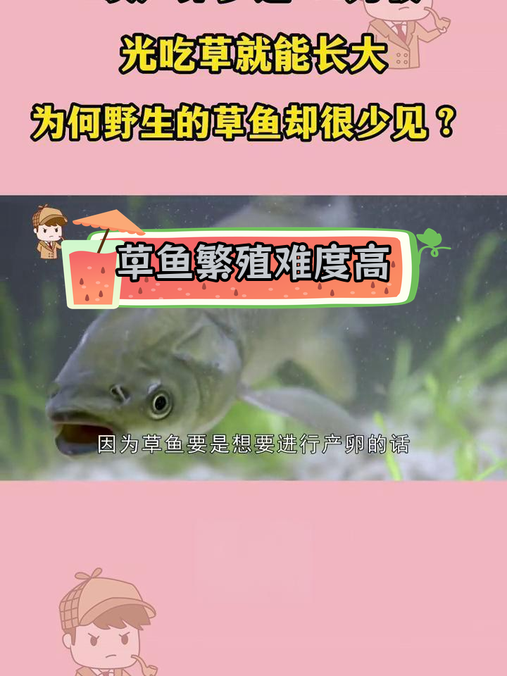 草鱼产卵条件苛刻,为何野生种群稀少?