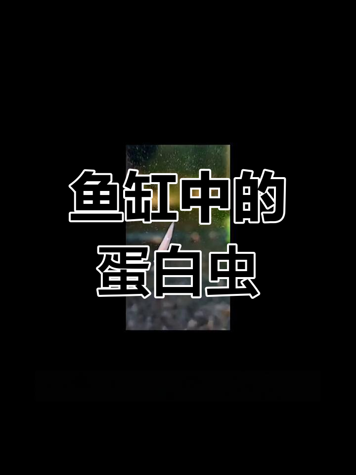 鱼缸里的蛋白虫到底是什么?如何去除它们