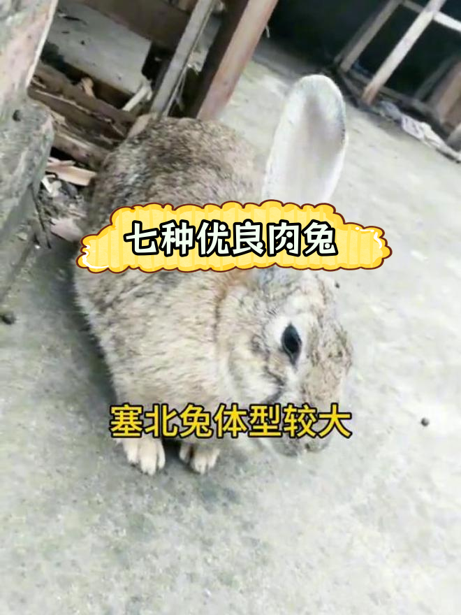 中国七大名兔品种介绍