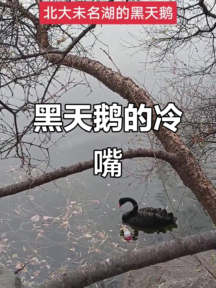 寒冷中的黑天鹅,嘴巴冻得通红