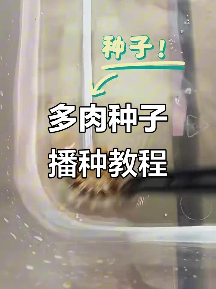 从种子到发芽,多肉植物种植全流程揭秘