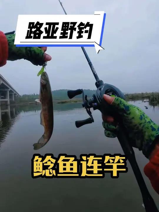 小鲶鱼连竿的话也很好玩