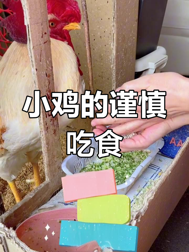 小鸡啄米时,总是小心翼翼地避开我的手,生怕碰到