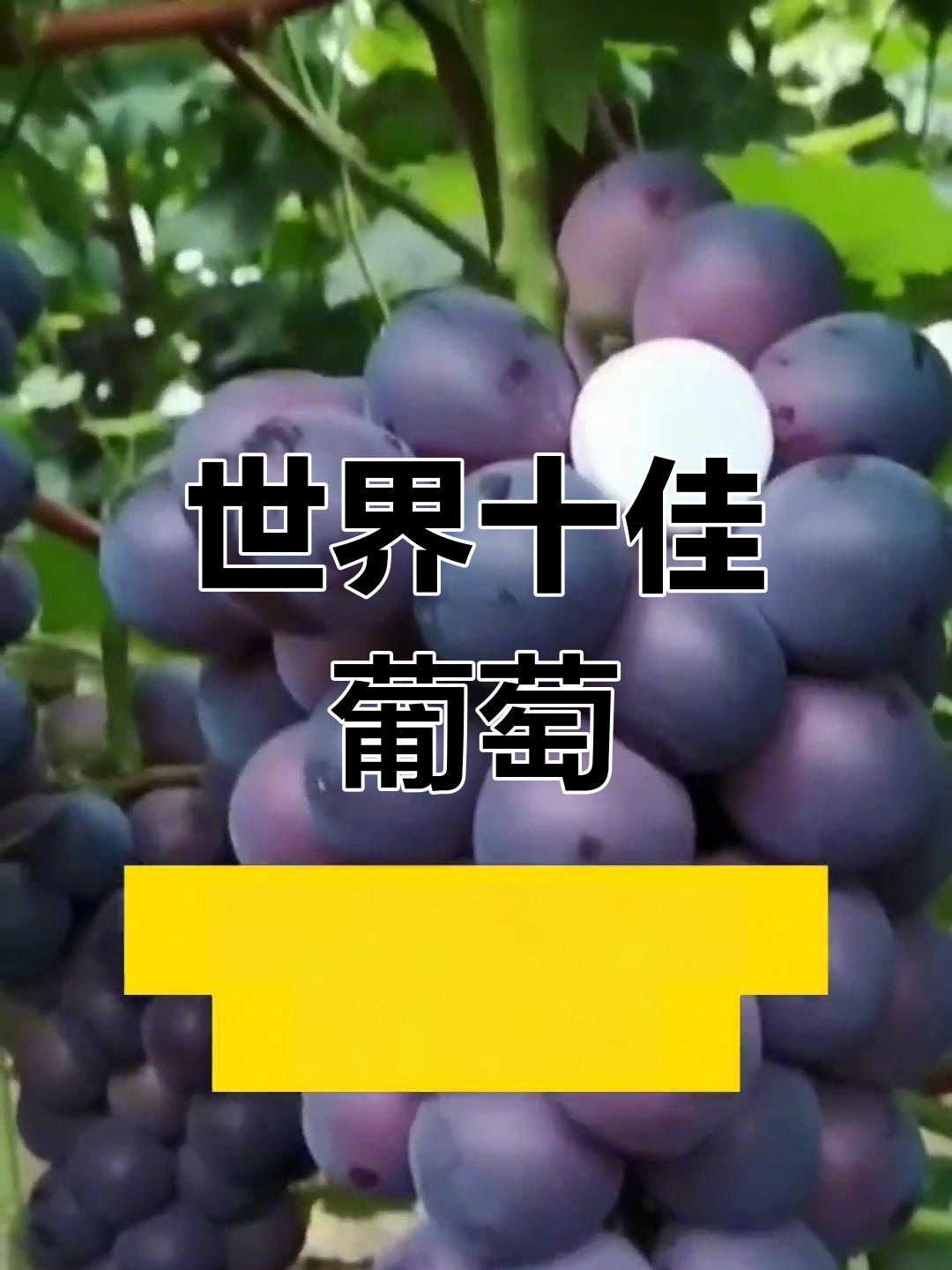 全球十大葡萄品种排名,提升农业产量