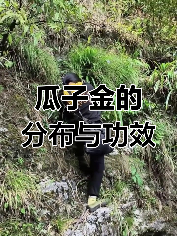 瓜子金:多年生草本植物的药用价值