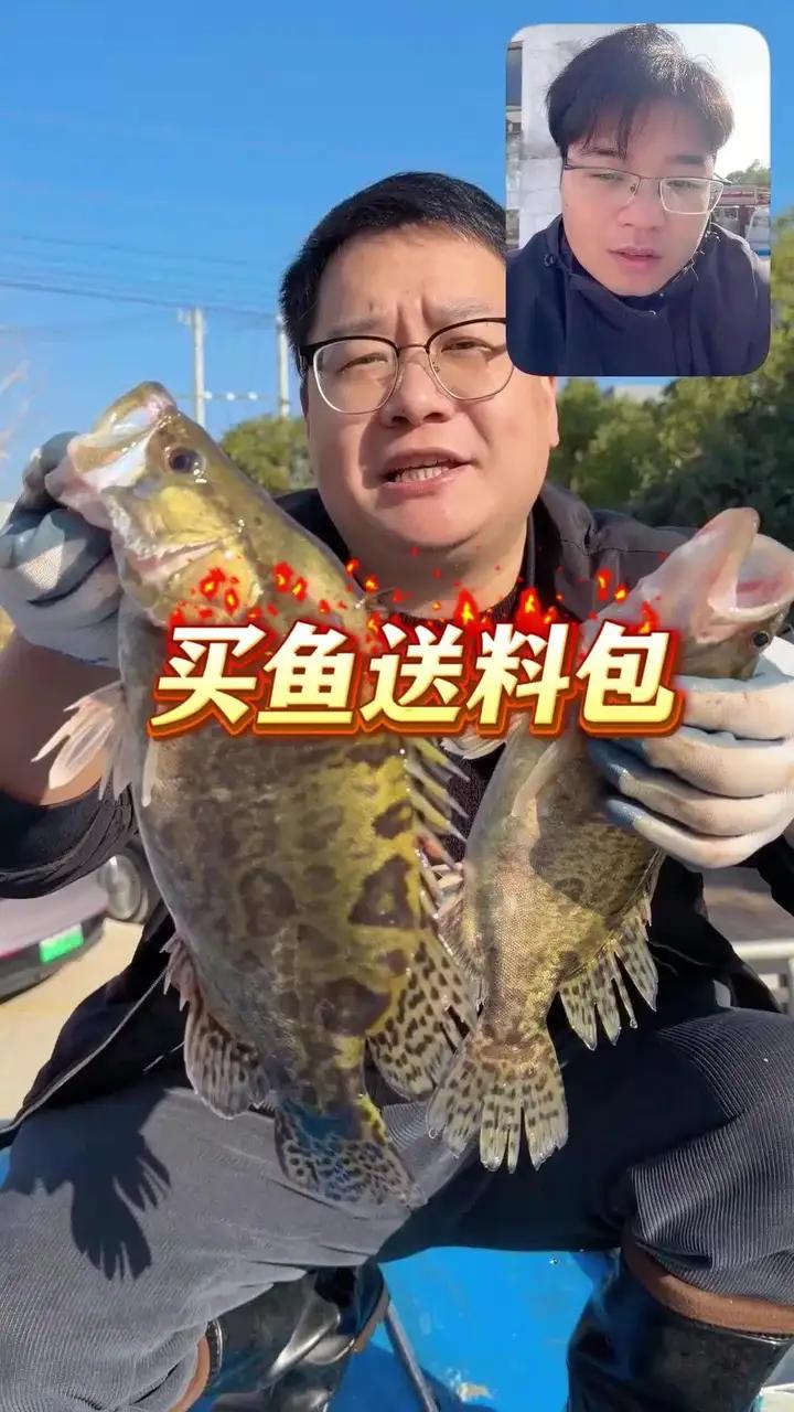 黄山臭鳜鱼降价了,饭店一条臭鳜鱼的价格,我给你们发三条,还送烧鱼料包