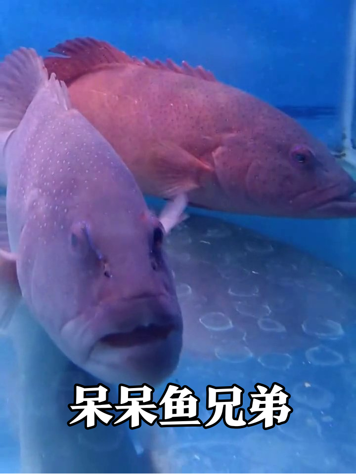 两条大鱼水族馆发呆，粉鱼探头像好奇宝宝
