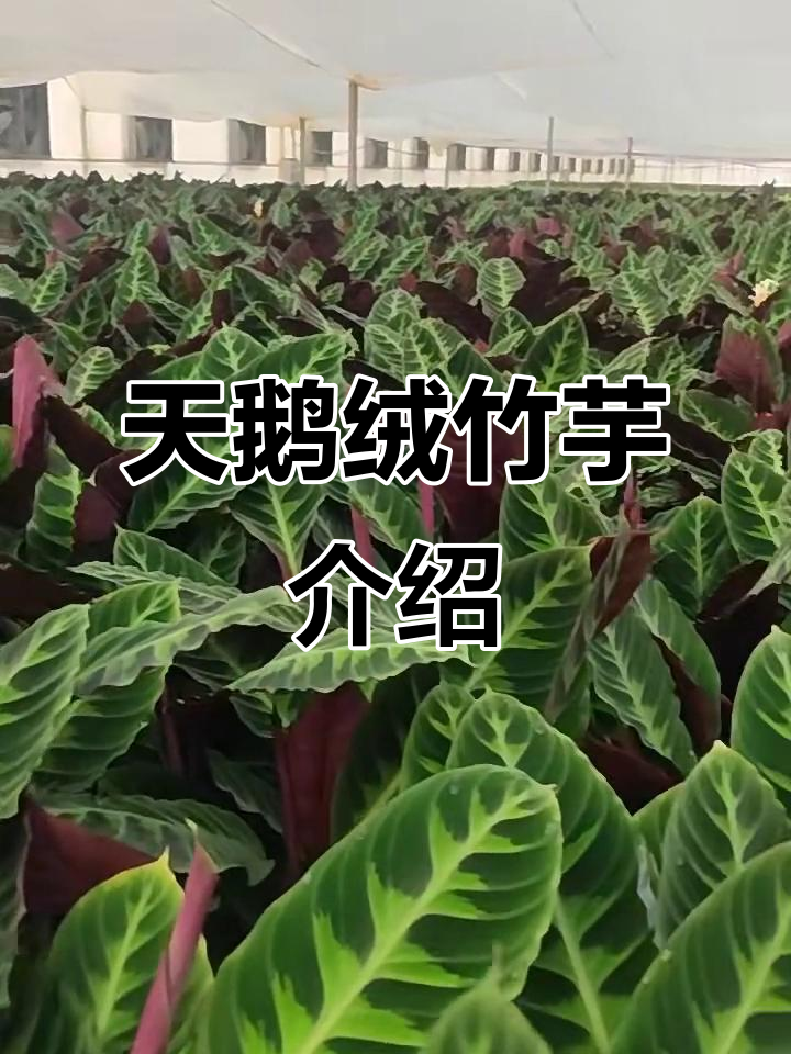 紫背天鹅绒竹芋:独特魅力与养护技巧