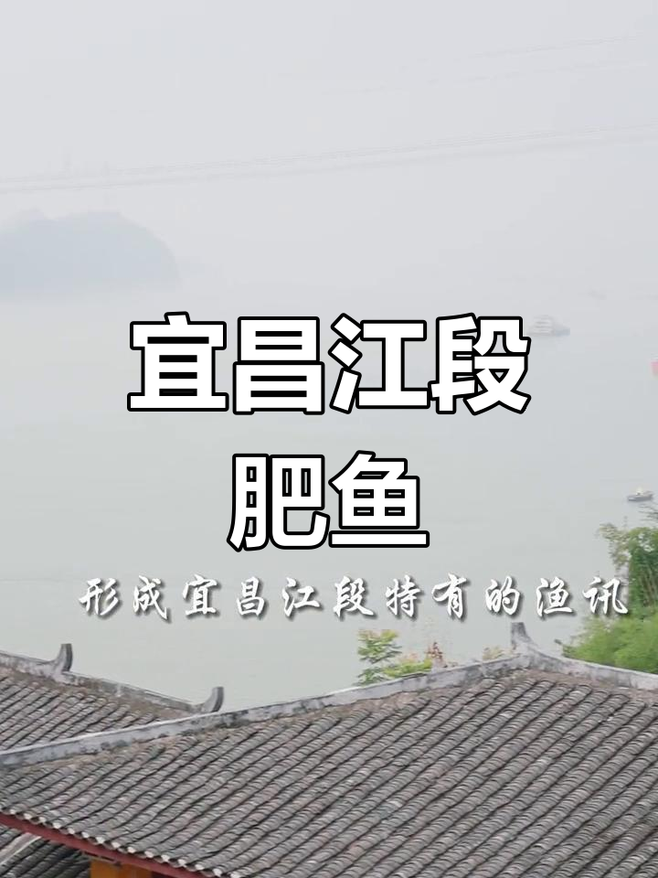 宜昌肥鱼:逆流而上,鲜美至极