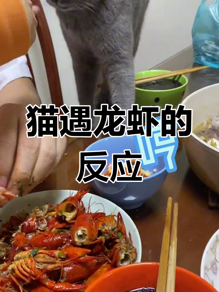 猫咪误吃小龙虾,表情超迷惑!