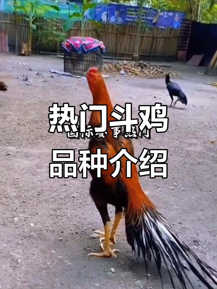 泰国、菲律宾等热门斗鸡品种大揭秘，价格与特点全解析