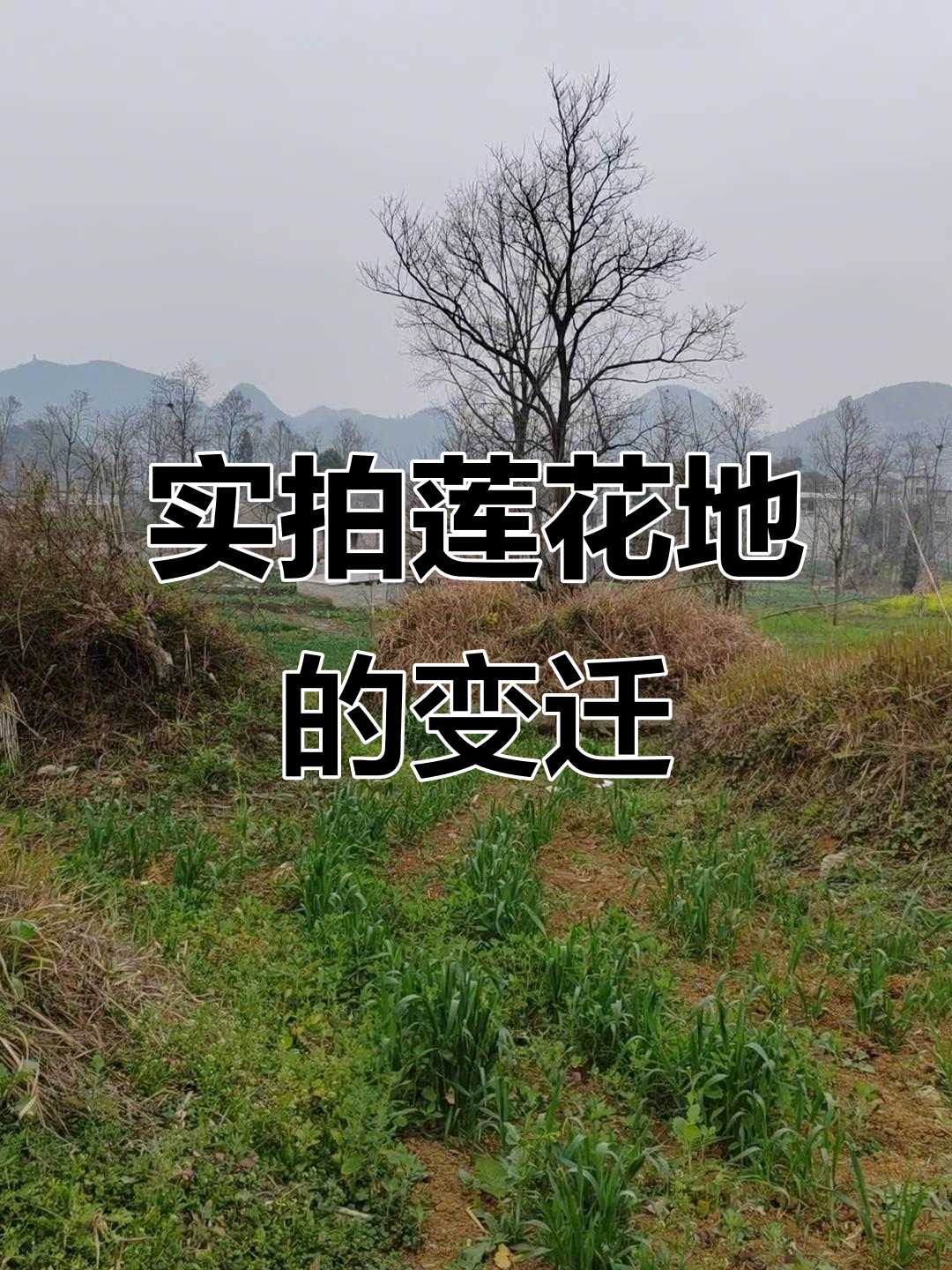 探索莲花地与鲨鱼,发现古人的智慧和现代变化