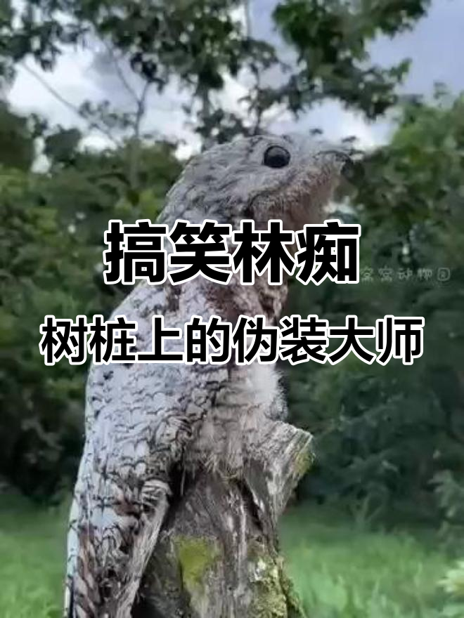 林痴:鸟界“摆烂”天花板,装死躲避天敌的奇葩方式