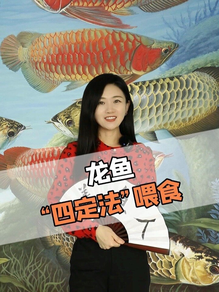 龙鱼“四定法”喂食