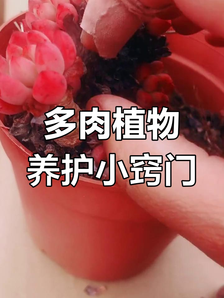 蓝精灵多肉植物养护技巧,轻松搞定僵尸叶和根部问题