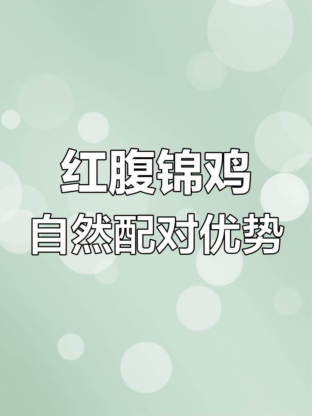 自由恋爱更有利于红腹锦鸡繁殖