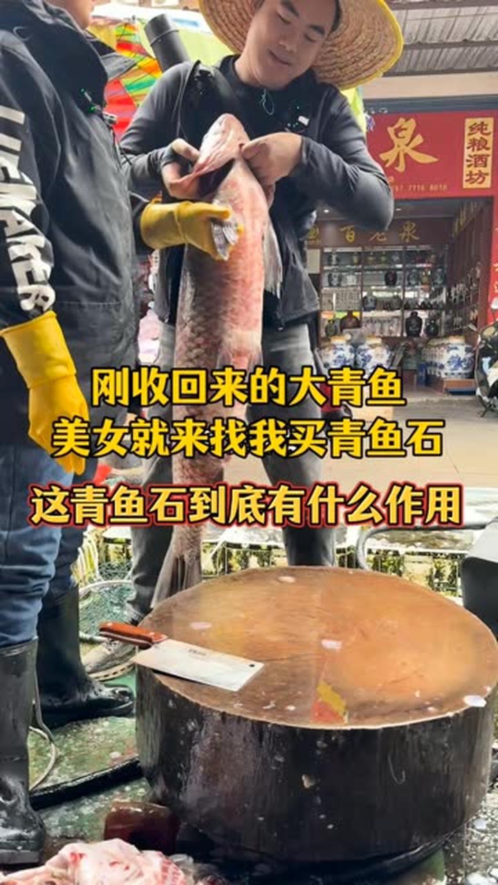刚收回来的大青鱼，美女就来找我买青鱼石
