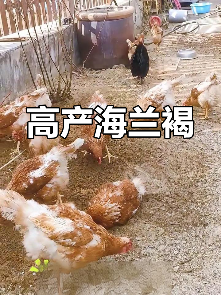 海兰褐鸡产蛋多,抗病力强,适合长期饲养