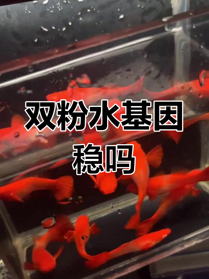 双粉水鸿运当头基因稳定性如何?挑选种鱼的关键点
