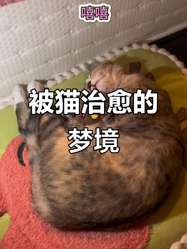 梦见孵蛋,猫咪成了我的“鸟窝”