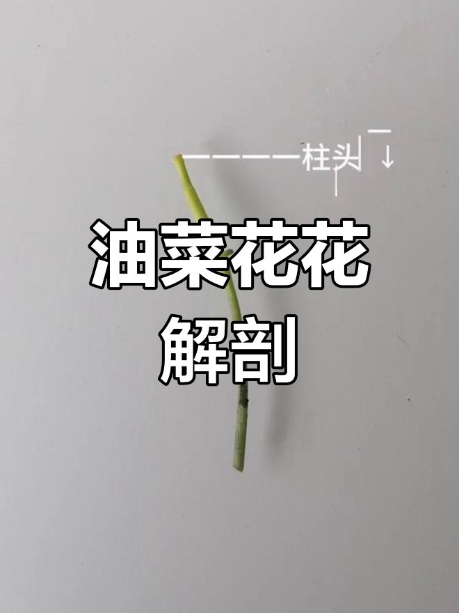 初中生物作业:解剖油菜花,探索花的内部结构