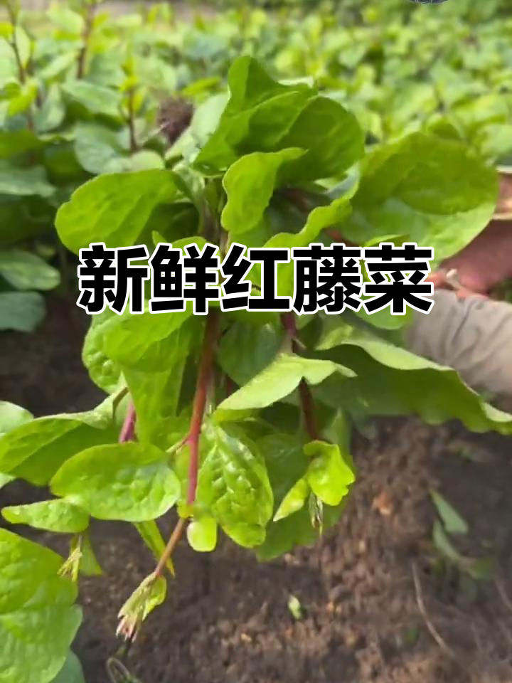 红藤菜,新鲜采摘的独特美味你尝过吗?