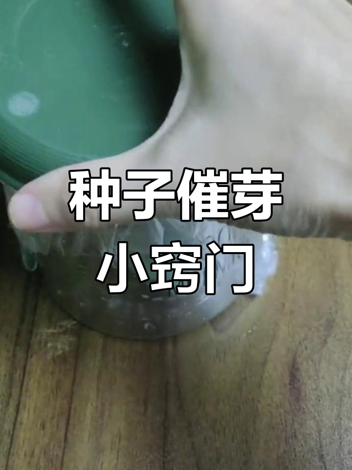 蔬菜种子催芽技巧,快速出芽更整齐