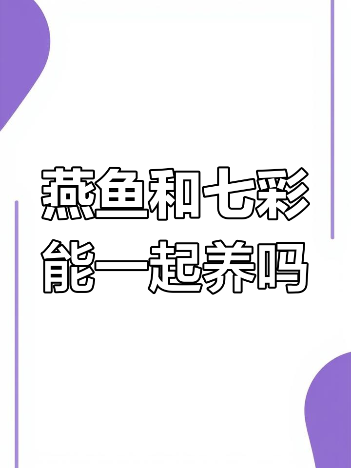 燕鱼与七彩神仙混养注意事项