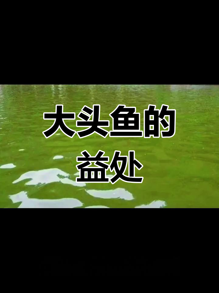 大头鱼与虾塘水质改善