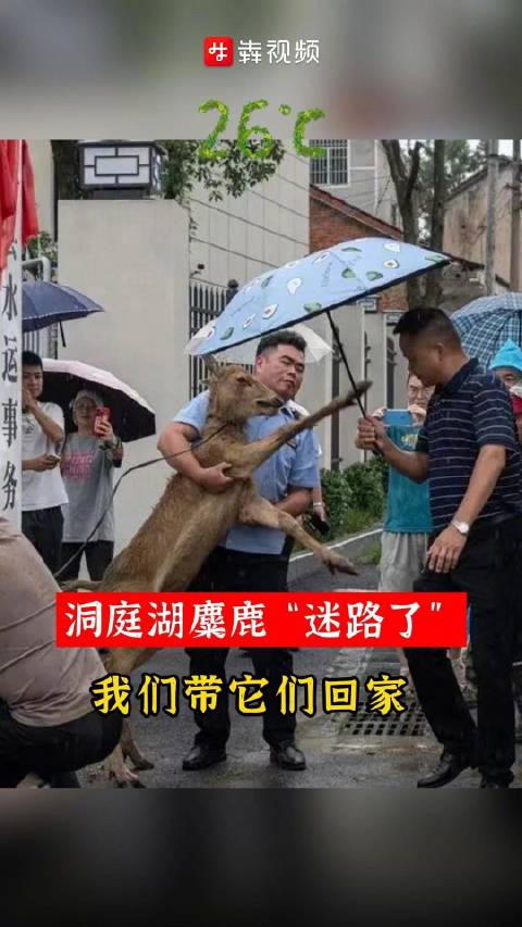 「26°C温暖就在您身边|洞庭湖麋鹿迷路我们带它们回家」你没看错,水里的这些是麋鹿,它们“