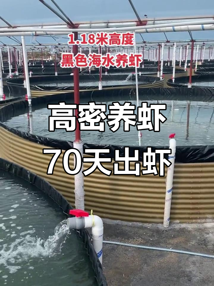 70天高密度养殖,南美白对虾快速成长全过程