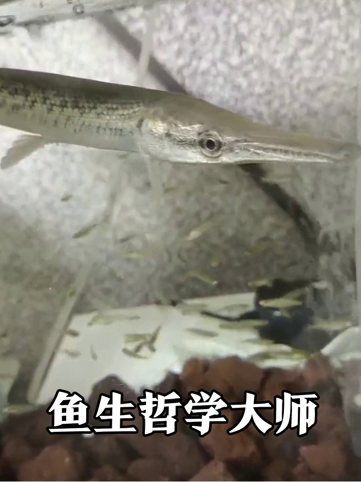 鱼缸狂欢!长嘴鱼秒变沉思哲学家反差萌