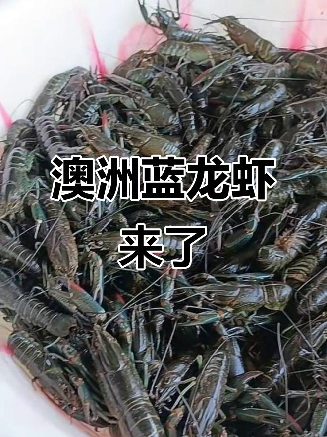 澳洲淡水蓝龙虾上市,价格惊人!