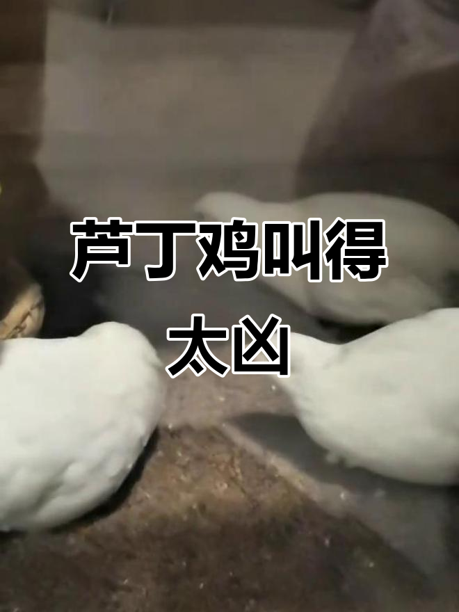 小公鸡叫声太吵,挨揍了!