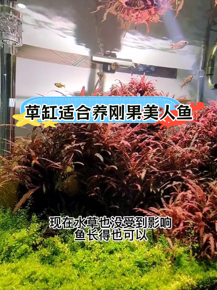 草缸能养刚果美人鱼吗?