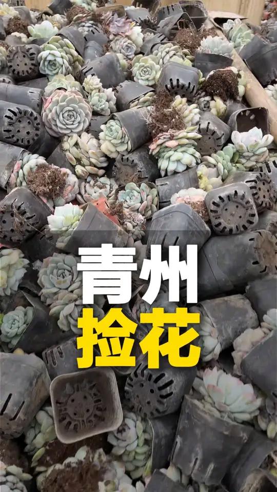 多肉 蝴蝶兰 红鹅掌 青州捡花一捡一个不吱声 网友:捡的比自己养的还要好