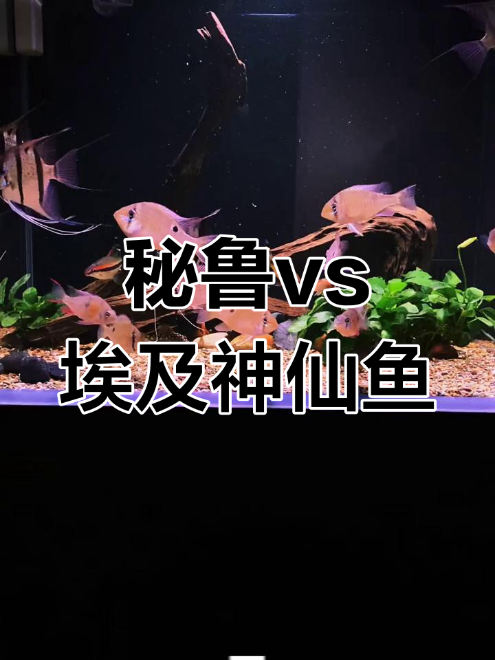 秘鲁神仙与埃及神仙鱼的差异解析