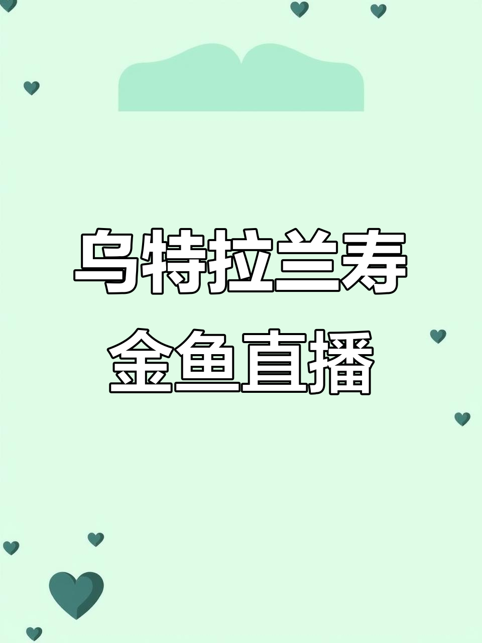 乌特拉水族馆的兰寿金鱼直播,潘氏金鱼的魅力展示